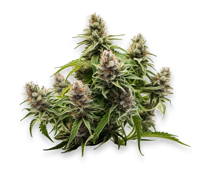 Close-up of Jonny Chronic Cherry Bomb Sativa cannabis bud – Toka Cannabis Brampton