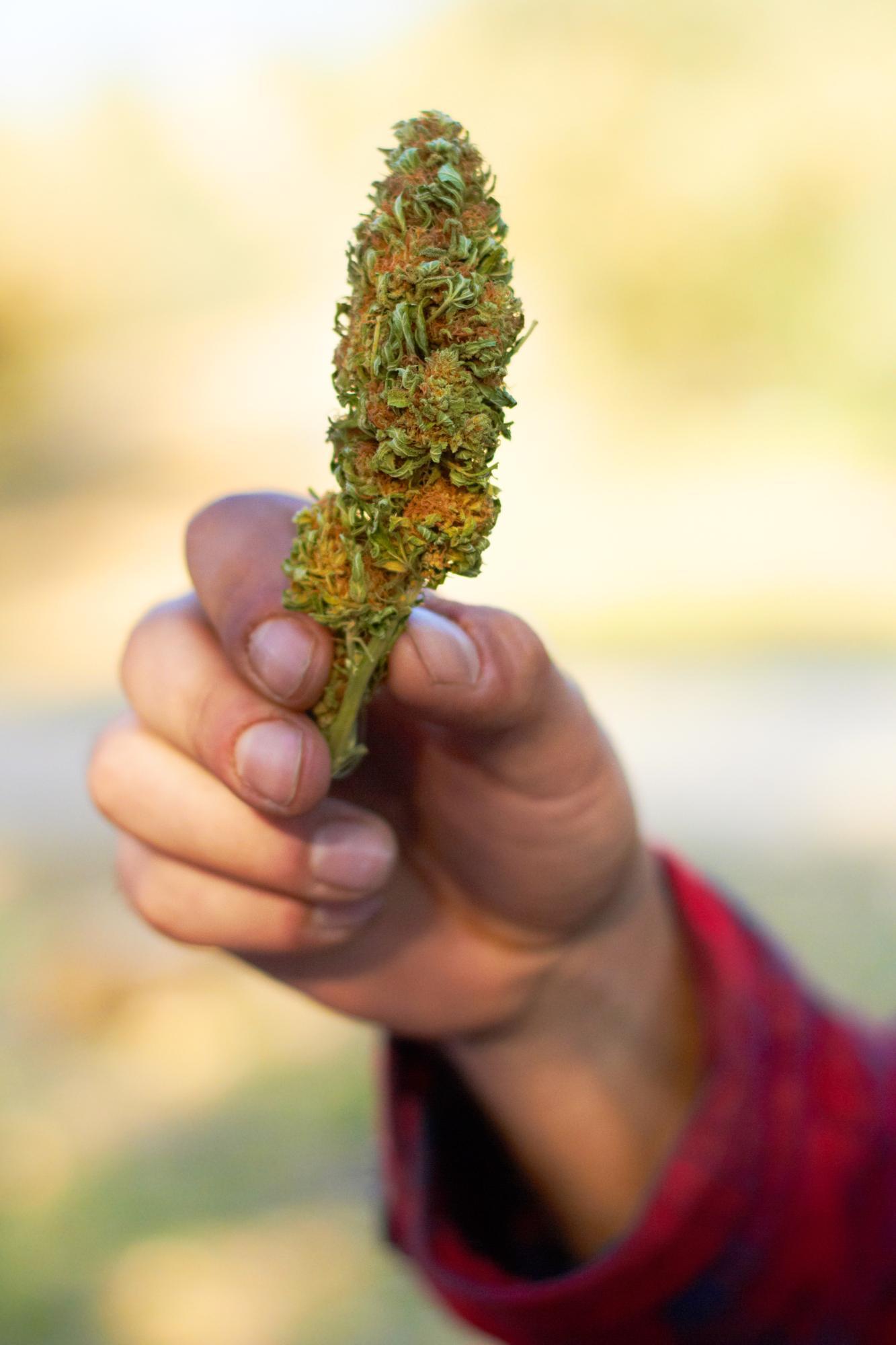 Man holding a Pure Laine Big Pleasure Indica cannabis bud