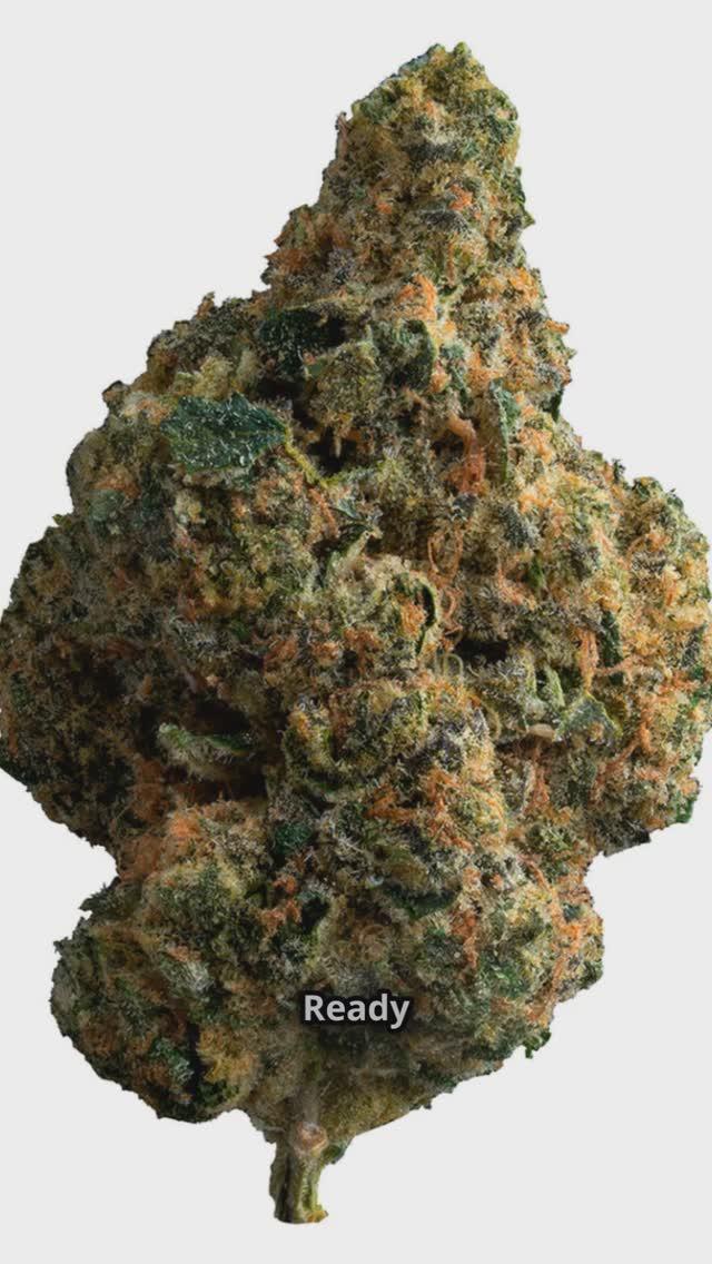 instagram-galaxy-dispensaries instagram-galaxy-dispensaries